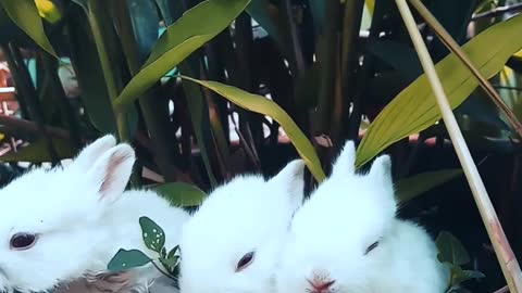 Cheerful bunnies