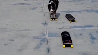 Dog Jumps From Skateboard to Skateboard