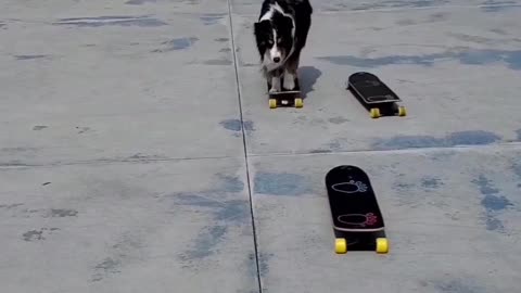 Dog Jumps From Skateboard to Skateboard