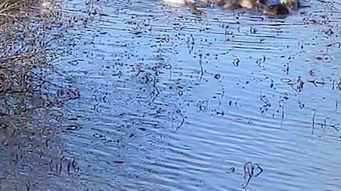 Geese and Ducks in the Lake Catherine