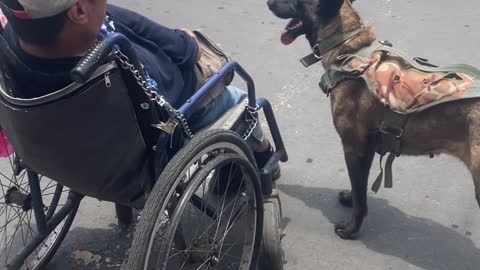 Dog Helps Push Owner in Wheelchair