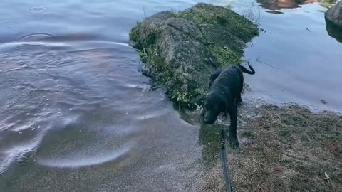 Does your dog like water?