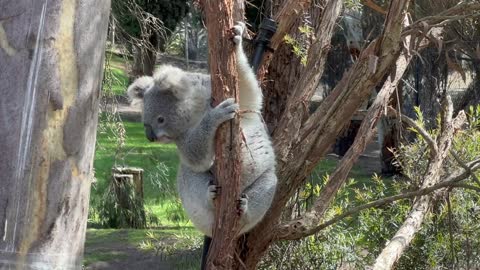 Very cute active Koala - National Zoo, Canberra, Australia