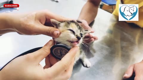 Kitten was in accident and see what happened next