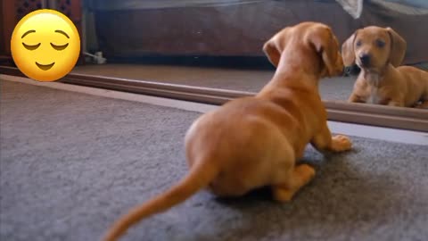 Cute puppy is scared of his reflection in the mirror