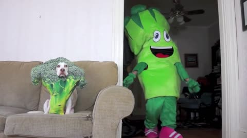 Dog Surprised by Giant Broccoli Prank Funny Dogs Maymo & Potpie