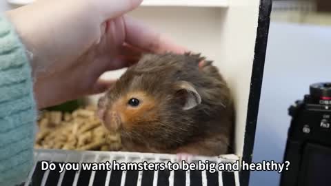 Diet Coke, the World's Biggest Hamster?