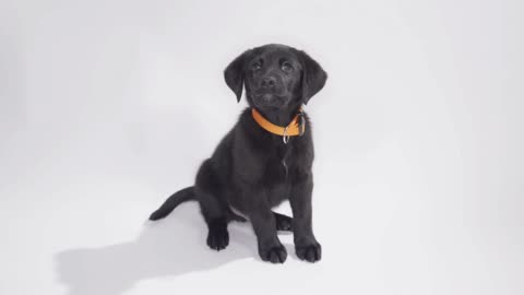 Labrador Retriever puppy on white screen playing