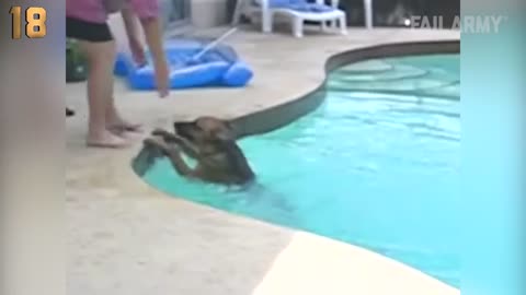 The Top 29 Dog Fails: Funny Dog Videos: FailArmy