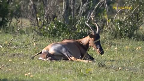 Painful Punishment! Warthog Dominates The Forest When He Bravely Kills Leopard To Protect His Baby