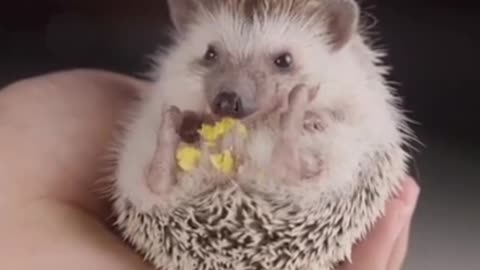 I love this little hedgehog. It's so cute