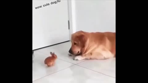 Rabbit VS dog🤣lll soo funny