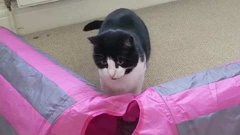 Cat Butt Wiggle Compilation Video