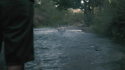 Dog hold a ball in a river