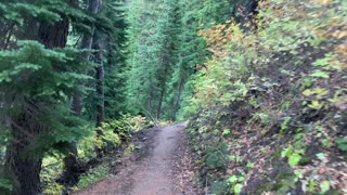 Oregon – Mount Hood – Beautiful Alpine Forest