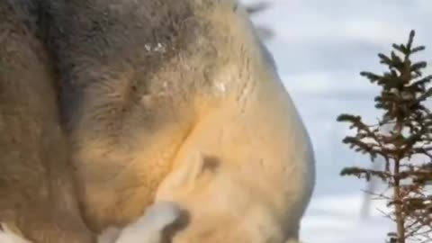 Mother and baby polar bears are sunbathing in the snow