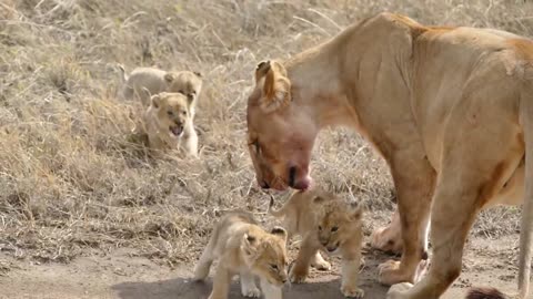 Most Funny and Cute Baby Lion Videos Part-5