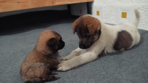 Cute Tiny Puppy Want to Sleep Alone