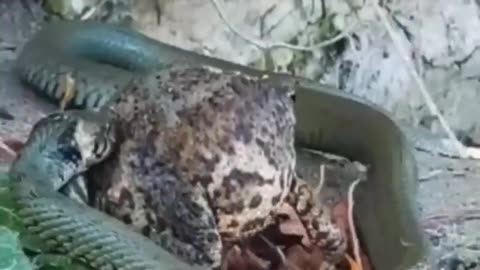 Snake catch frog