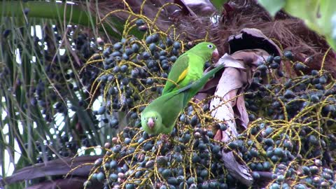 Green Parrots Eating Fresh Peaches From Tree