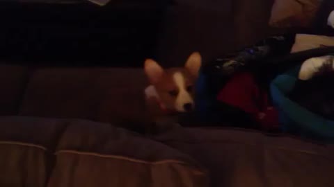 Corgi Cries when Owner Steps Away