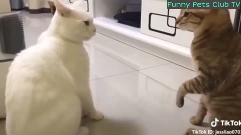 Funny animals