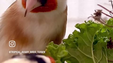 Major Goldfinch - mix of different carduelis birds