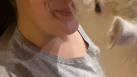 Tiny Goat Kisses Owner