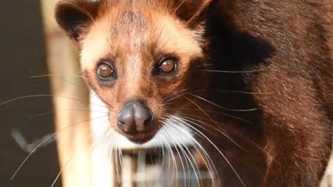 Civets Animals Videos For Kids