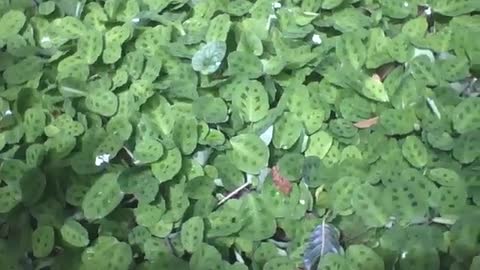 Prayer plant is seen in the botanical garden, it has some green spots [Nature & Animals]