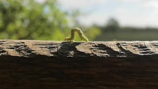 Speedy Caterpillar Crawls Along in a Hurry