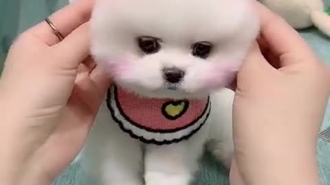 Super Cute Funny Baby Dog