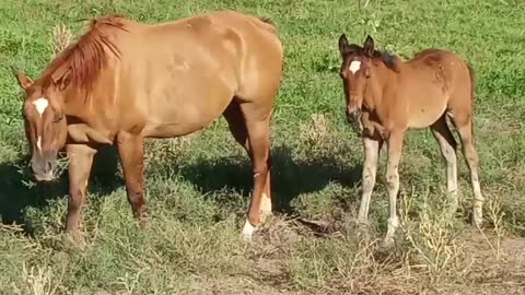 Mare with Her Colt in La Verkin, Utah