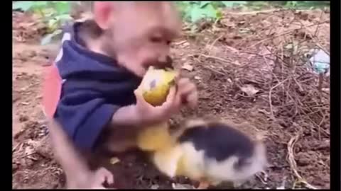 duck with monkey funny