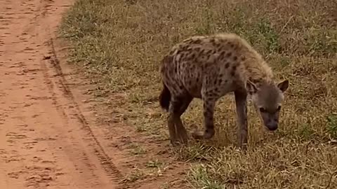 Hyena Making Its Signature Call