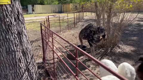 Capybara vs Piglet (Quandale Dingle Dies)