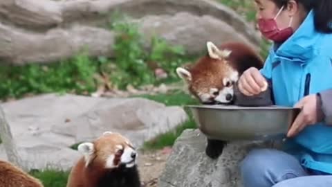 The red panda