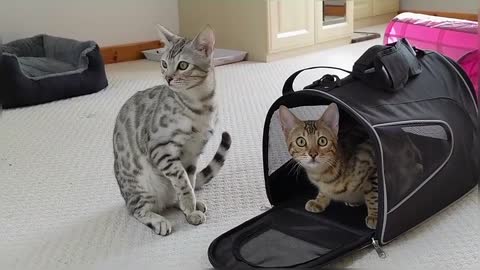 Bengal Kitten Siblings Reuniting