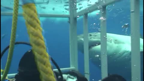 Great white shark diver cage close encounter