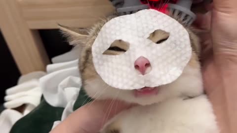 Cute cat care time