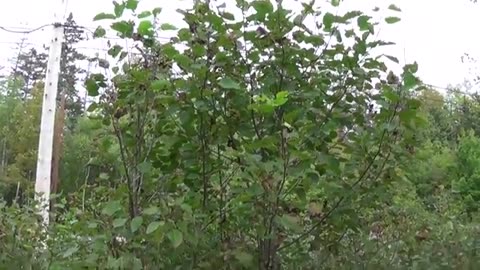 107WOOD Ash trees cut off suckers