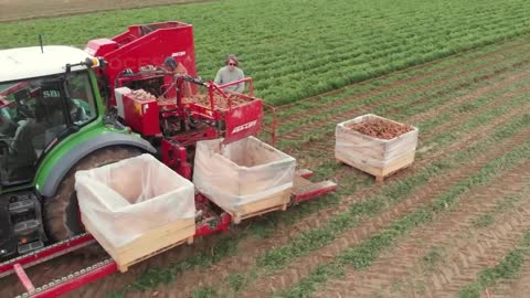 Carrot Juice Making Process | Modern Carrots Harvesting Machine | How Carrot Juice Is Made