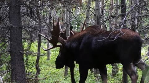 A Giant Bull Moose Approaches Cow Moose in the Forest