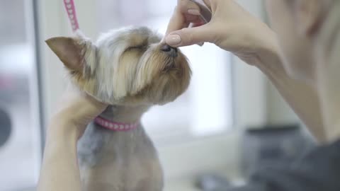 Woman professional hairdresser for dogs dresses an elastic band on the dog's head making tails