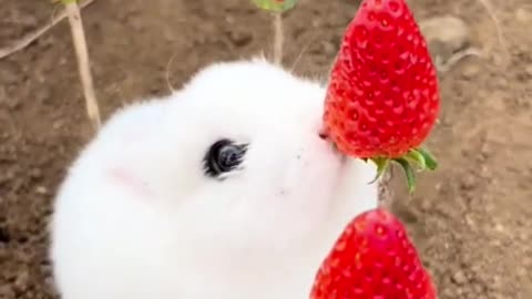 rabbit eating strawbarries , cuteness overloaded