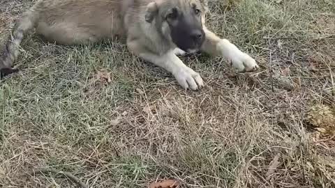 Puppy happy playing