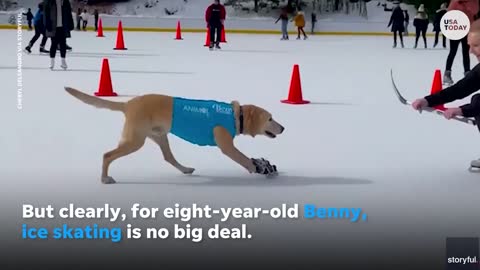 Ice skating dog makes it look easy on the rink | USA TODAY