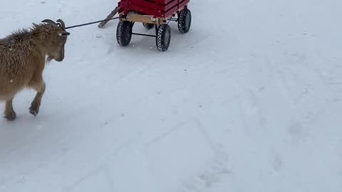 Goat Pulls a Wagon in the Snow