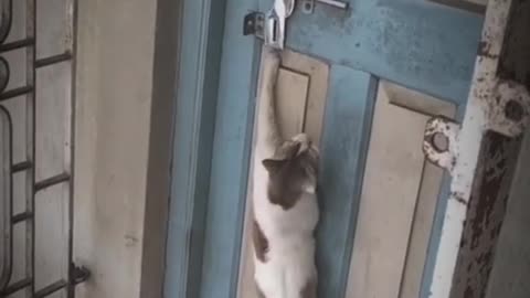 A cat is knocking on the door to enter the house