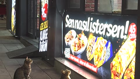 Cats Mesmerized By Visions of Yummy Food